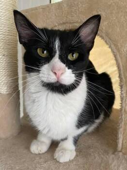 Mari -  Domestic Medium Hair Cat for Adoption in Calera, Alabama - Mari | PetCurious