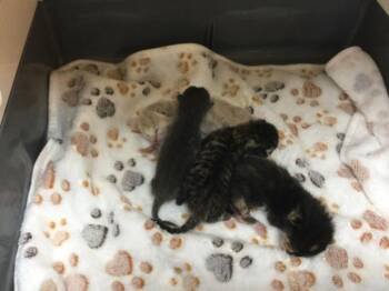 A1932445 -  Domestic Short Hair Cat for Adoption in Thousand Palms, California - A1932445 | PetCurious