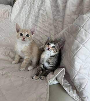 American Shorthair Cats Available for Adoption in Homestead, Florida - TIMMY TURNER AND POOF PUFF--AS A PAIR | PetCurious