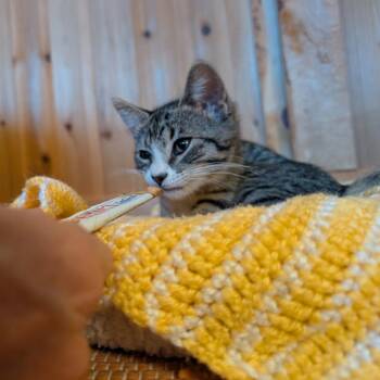 Ravioli -  Domestic Short Hair Cat for Adoption in Durango, Colorado - Ravioli | PetCurious
