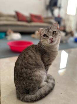 Scottish Fold Cats Available for Adoption in Mississauga, Ontario - Gateau | PetCurious