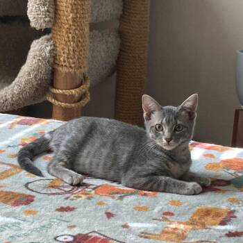 Rescue American Shorthair Cats for Adoption in Austin, Texas - No Peep (bonded To Bobby McGee) | PetCurious