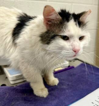 Domestic Medium Hair Cats Available for Adoption - OSO | PetCurious