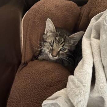 1142-C26 -  Domestic Medium Hair Cat for Adoption in Port Charlotte, Florida - 1142-C26 | PetCurious