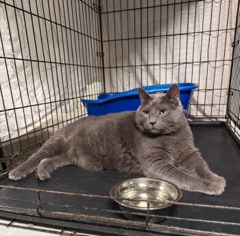 King Cookie -  Domestic Short Hair Cat for Adoption in Jersey City, New Jersey - King Cookie | PetCurious