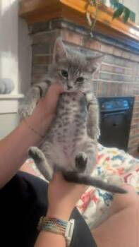 Mystery -  Domestic Short Hair Cat for Adoption in Augusta, Georgia - Mystery | PetCurious