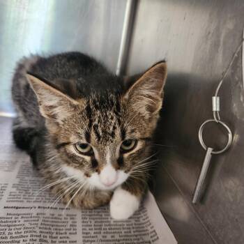 Boots -  Domestic Short Hair Cat for Adoption in Brockton, Massachusetts - Boots | PetCurious