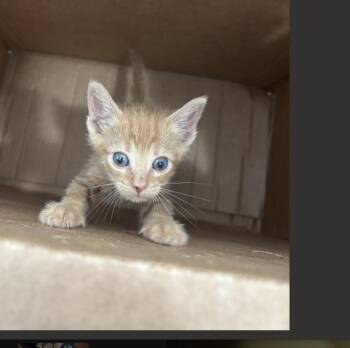 Domestic Short Hair Cats Available for Adoption in Dallas, Texas - DENNY | PetCurious