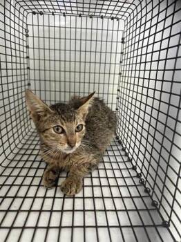 Rescue Domestic Short Hair Cats for Adoption in Houston, Texas - A644384 | PetCurious