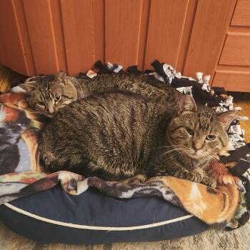 Loki -  Domestic Short Hair Cat for Adoption in Rochester, Minnesota - Loki | PetCurious
