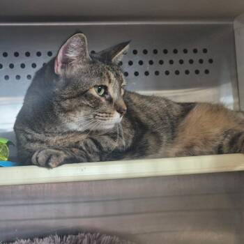 Andy -  Domestic Short Hair Cat for Adoption in Durant, Oklahoma - Andy | PetCurious