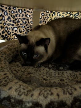Rescue Siamese and Domestic Short Hair Cats for Adoption in Sherwood, Oregon - Fiona | PetCurious