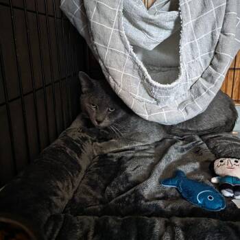 Domestic Short Hair Cats Available for Adoption in Abingdon, Maryland - 0426-37 Goose | PetCurious