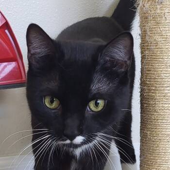 Rescue Domestic Short Hair Cats for Adoption in Los Angeles, California - Peppermint | PetCurious