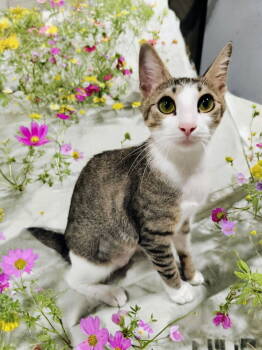 Rescue Domestic Short Hair Cats for Adoption in Dallas, Texas - Ophelia 2203 | PetCurious