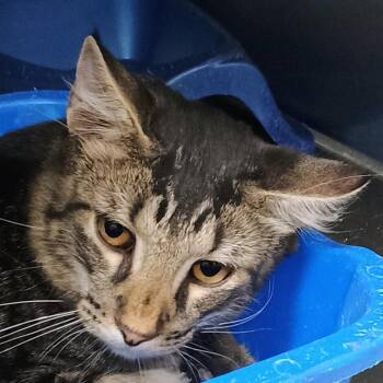 Maestro -  Domestic Short Hair Cat for Adoption in Palestine, Texas - Maestro | PetCurious