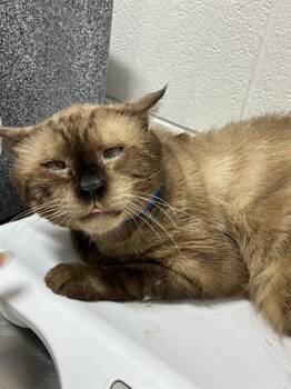 RUBEN -  Siamese and Domestic Short Hair Cat for Adoption - RUBEN | PetCurious