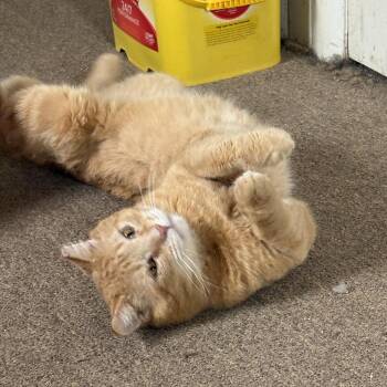 Domestic Short Hair Cats Available for Adoption - Rusty | PetCurious