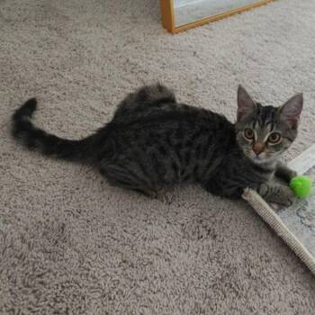 Dulcie26 -  Domestic Short Hair Cat for Adoption in Youngsville, North Carolina - Dulcie26 | PetCurious