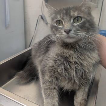 Domestic Medium Hair Cats Available for Adoption in Birmingham, Alabama - Lottie | PetCurious