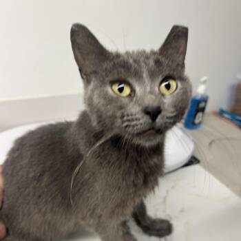 Chippewa Girl -  Domestic Short Hair Cat for Adoption in St. Louis, Missouri - Chippewa Girl | PetCurious