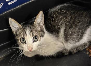 CANE -  Domestic Short Hair Cat for Adoption in Dallas, Texas - CANE | PetCurious