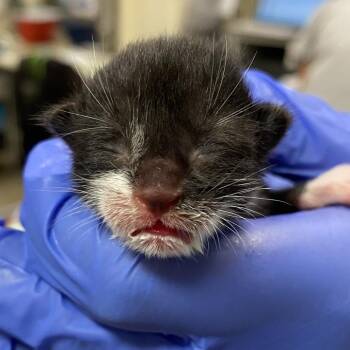 Denim -  Domestic Short Hair Cat for Adoption in Lynchburg, Virginia - Denim | PetCurious