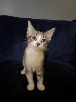 Baja Blast -  Domestic Short Hair Cat for Adoption in Wheaton, Illinois - Baja Blast | PetCurious