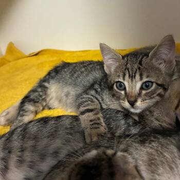Twix -  Domestic Short Hair Cat for Adoption in NEW PT RICHEY, Florida - Twix | PetCurious