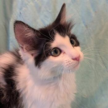 KENNEDY -  Domestic Long Hair Cat for Adoption in Auburn, California - KENNEDY | PetCurious
