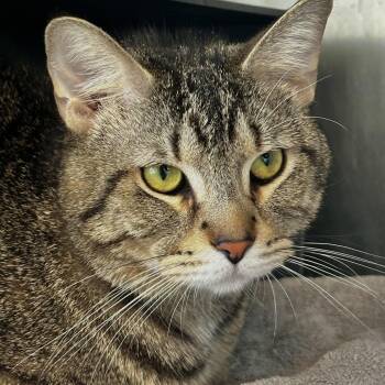 Bear -  Domestic Short Hair Cat for Adoption in Chicago, Illinois - Bear | PetCurious