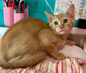 Tatum -  Domestic Short Hair Cat for Adoption in Moundsville, West Virginia - Tatum | PetCurious
