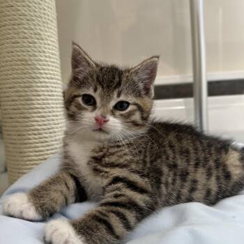 Rocco -  Domestic Short Hair Cat for Adoption in Lemoyne, Pennsylvania - Rocco | PetCurious