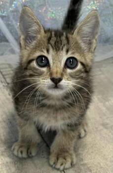 Rescue Domestic Short Hair Cats for Adoption in Shreveport, Louisiana - Biscotti | PetCurious