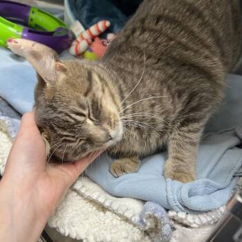 Domestic Short Hair Cats Available for Adoption in Abbotsford, British Columbia - Terra Cotta | PetCurious