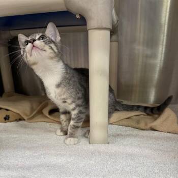 A053741 -  Domestic Short Hair Cat for Adoption in Alameda, California - A053741 | PetCurious