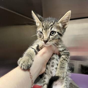 Fonzie -  Domestic Short Hair Cat for Adoption in Ardmore, Oklahoma - Fonzie | PetCurious