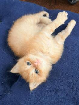 Domestic Short Hair Cats Available for Adoption in Virginia Beach, Virginia - Miles | PetCurious