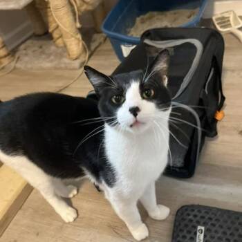 Hank -  Domestic Short Hair Cat for Adoption in Sandy Springs, Georgia - Hank | PetCurious