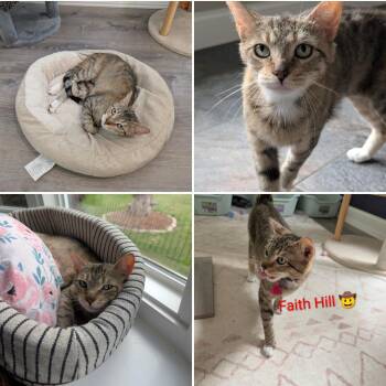 Faith Hill -  Maine Coon Cat Available for Adoption in Cincinnati, Ohio - Faith Hill | PetCurious
