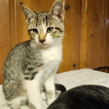 Rescue Domestic Short Hair Cats for Adoption in Saint Paul, Minnesota - Twig | PetCurious