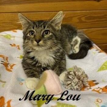 Mary Lou - sweet and fluffy girl -  Tabby Cat for Adoption in Southern Pines, North Carolina - Mary Lou - Sweet And Fluffy Girl | PetCurious