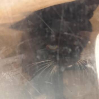 Domestic Short Hair Cats Available for Adoption - Bandit | PetCurious