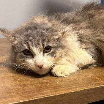 Domestic Long Hair Cats Available for Adoption - Sheeba | PetCurious