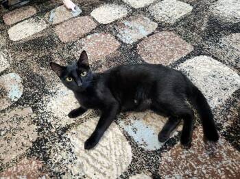 Rescue Domestic Short Hair Cats for Adoption in Cloquet, Minnesota - Mama Rainbow | PetCurious