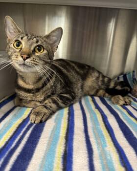 Domestic Short Hair Cats Available for Adoption in Seneca, Pennsylvania - Esmerelda | PetCurious