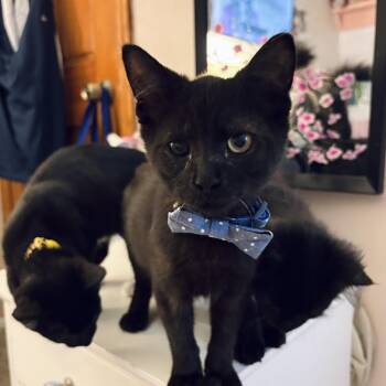 Peter -  Domestic Short Hair Cat for Adoption in Austintown, Ohio - Peter | PetCurious
