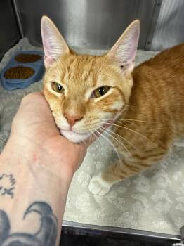 Quarterbob -  Domestic Short Hair Cat for Adoption in Thousand Oaks, California - Quarterbob | PetCurious