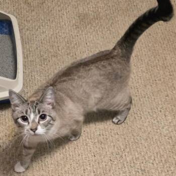 Domestic Short Hair Cats Available for Adoption in Fredericksburg, Virginia - Zweet | PetCurious