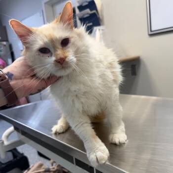 Domestic Long Hair Cats Available for Adoption in Great Falls, Montana - Adaline | PetCurious